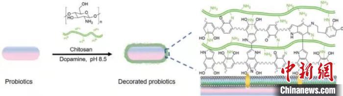 治疗|中国专家率先给益生菌涂上具有导航功能的保护层改善肠炎疗效
