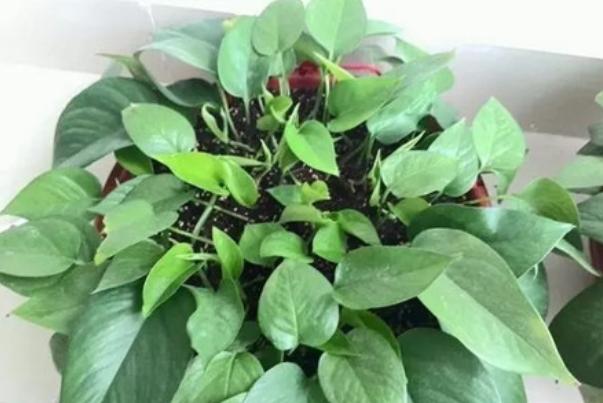 绿萝扦插不成活？只需记住1个“点”，新手都能扦插一棵活一棵