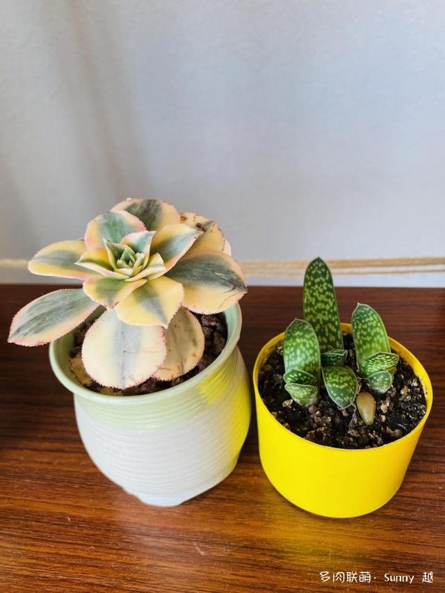 爱肉爱宝，不离不弃，未来可期