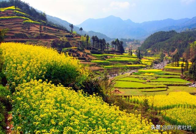 「约吗旅行」百万亩油菜花盛开，处处诗情画意，致最美的汉中油菜花