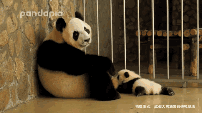 你的育儿经|出彩“滚滚”| 其实“滚滚”也有带娃的烦恼......