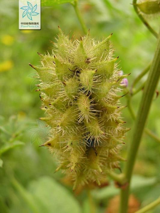 神农本草图经，薯蓣 菊花 甘草 人参 石斛 石龙芮