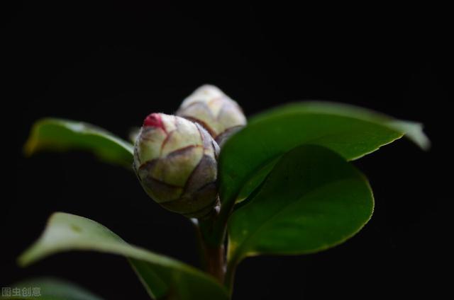 茶花掉花苞的原因，藏在一句“顺口溜”里，古人的经验，值得借鉴