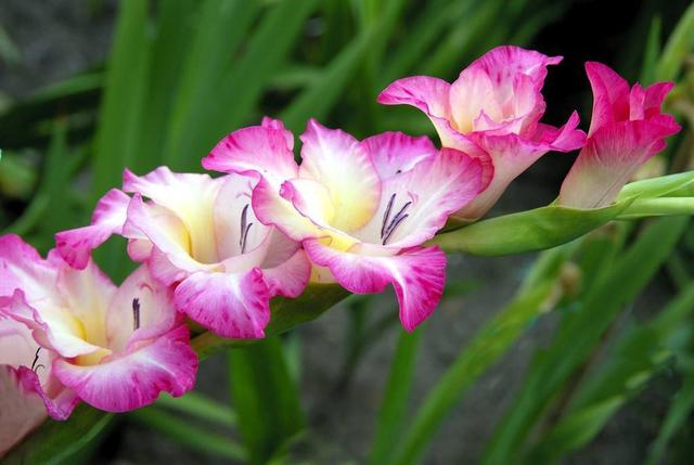 注意这几个小细节，剑兰爆盆无压力，一看就能学会