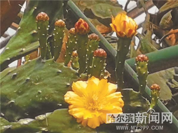 百年仙人掌开花了