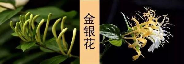 断肠草|一锅自制凉茶导致多人被紧急送医