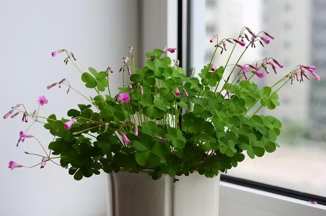 路边野草，种盆里变成值钱盆景，超好养还好看