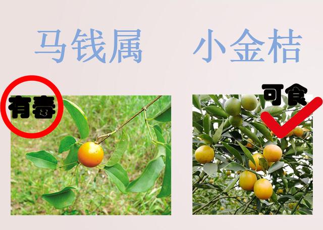 #健康零距离#错认食物误食中毒?在海南注意别误食这些,收藏