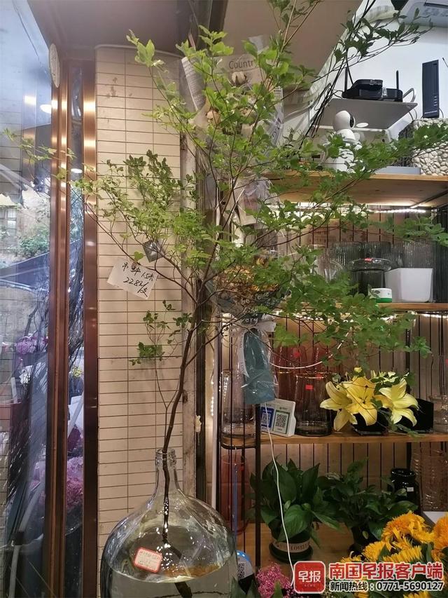 吊钟|组图：树枝插花成“网红”，受部分消费者追捧
