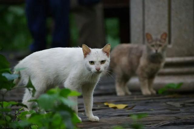 9岁女儿总喊“手疼”，一查竟是吸猫惹的祸，养猫的家庭注意了