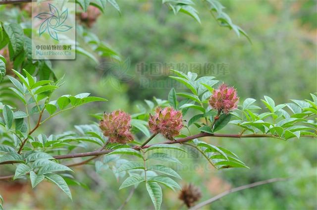 神农本草图经，薯蓣 菊花 甘草 人参 石斛 石龙芮