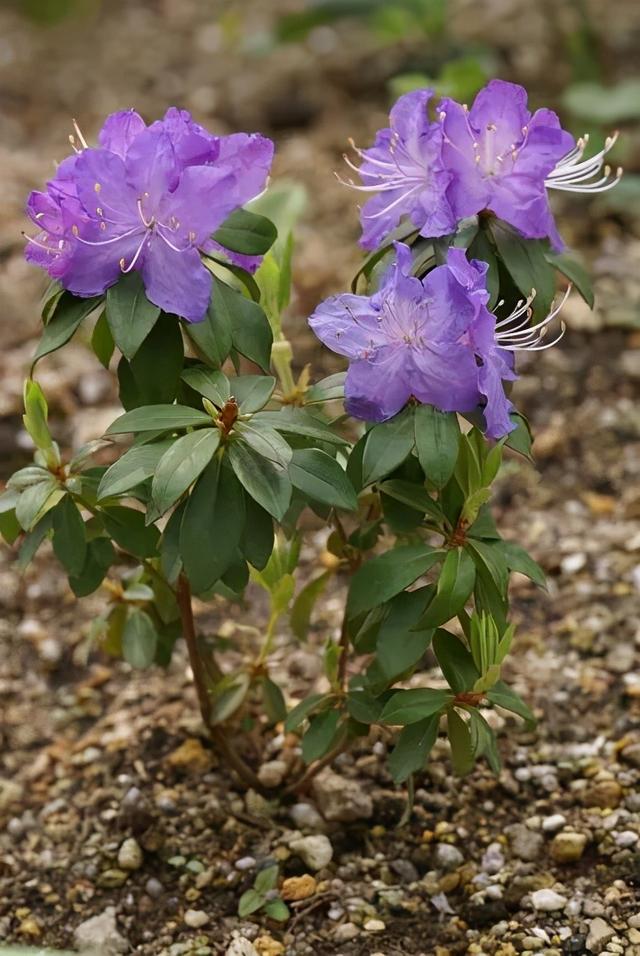 大咖分享 | 蓝色花境植物有那些？