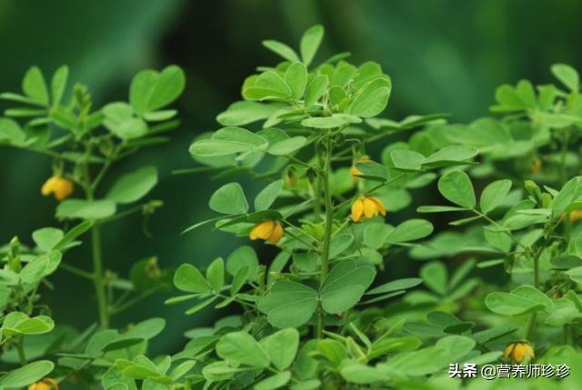 外形像花生苗，种子像绿豆，炒熟泡水喝，润肠通便，想瘦身的试试