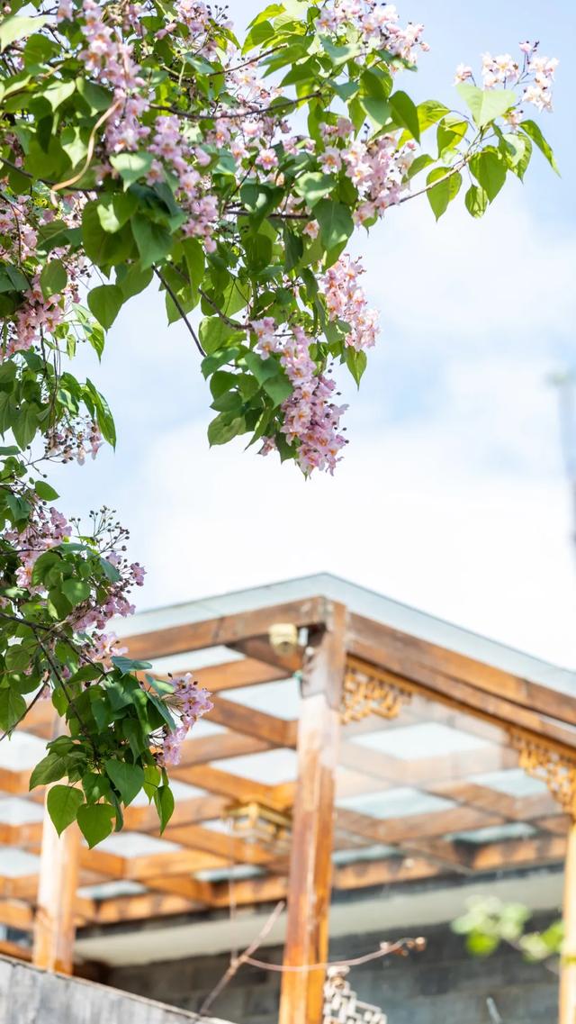 [约吗旅行]春末，楸木花开 在丽江演绎着粉紫色的浪漫