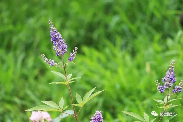 佳语姐的6月花事