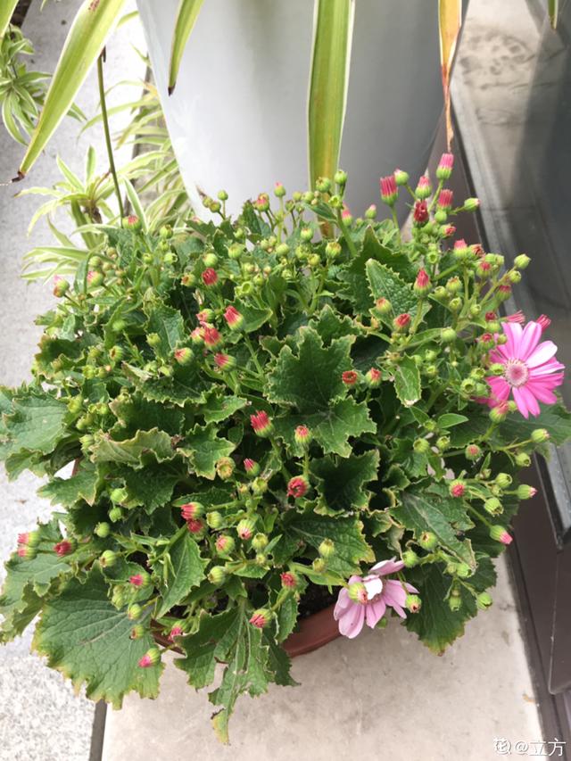 逛花市去捡漏，买了一堆长寿花，拿回来竟然全活了