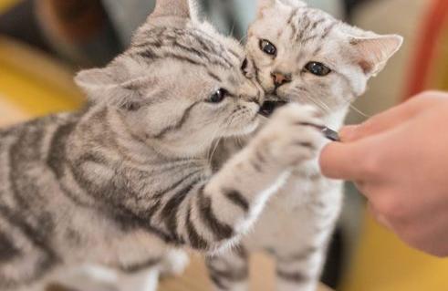「超级宝妈」怀孕养猫会导致流产!真的要把“主子”送走吗?