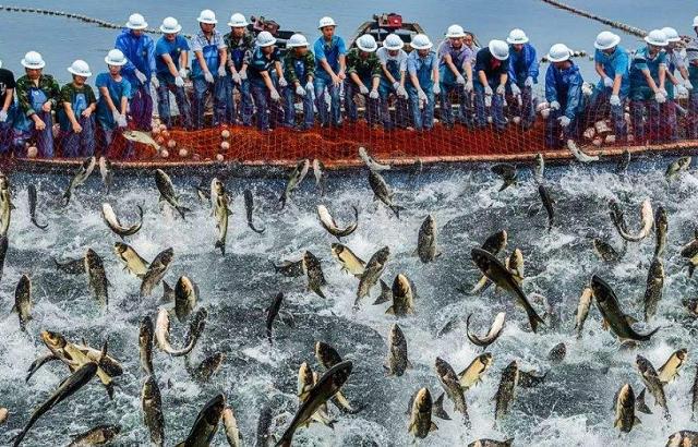 世上最贵的“4种海鲜”，加州鲍鱼上榜，一头足够几个成年人吃饱