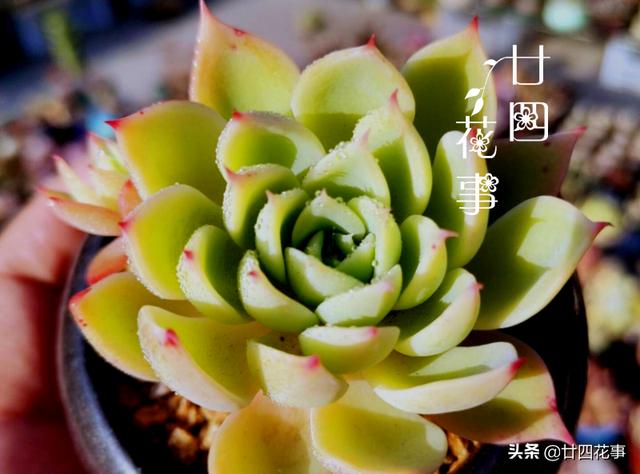 入冬养多肉，切记“1看、1多、1少”，美艳多汁，胖成肉球