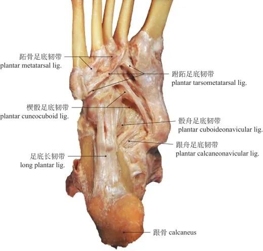 高清图谱 :运动系统：骨连结