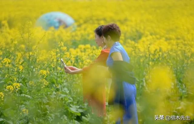 #旅行柚子君#美翻了,金黄的油菜花海,好似一幅色彩斑斓的画卷!