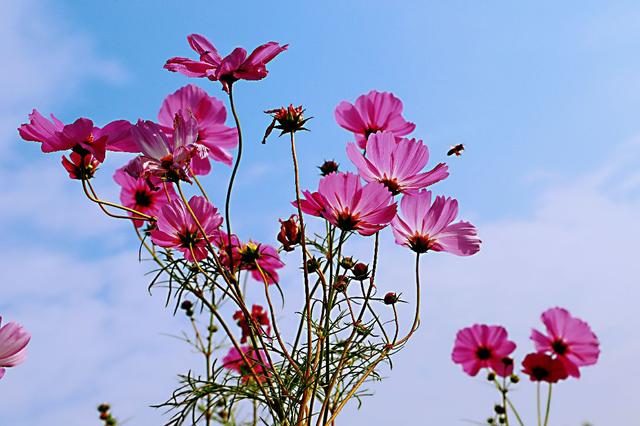 格桑花，美好时光，幸福花