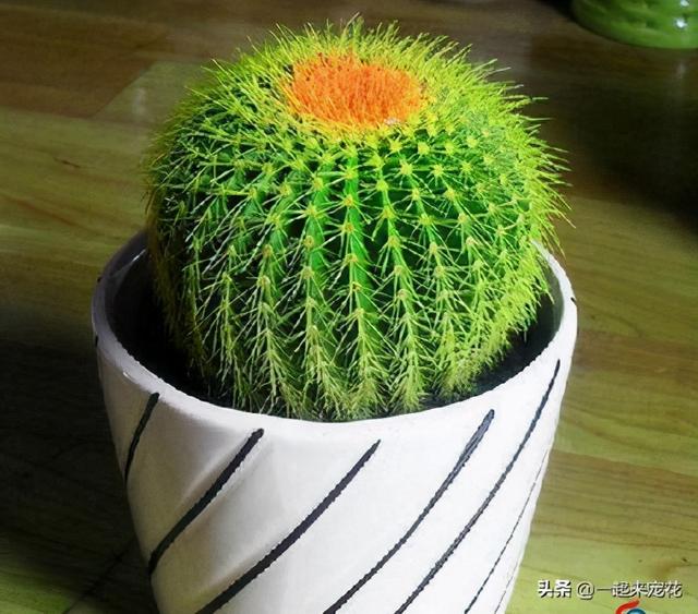 家里养4种花，不要浇水在叶片上，容易黑腐烂叶