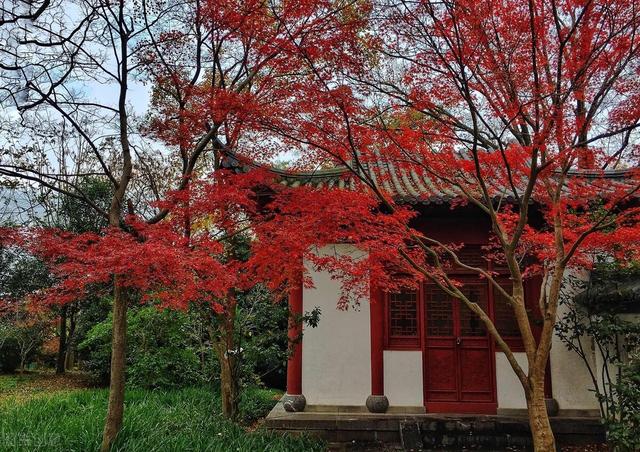 适合庭院绿化种植的花卉绿植品种，三月篇