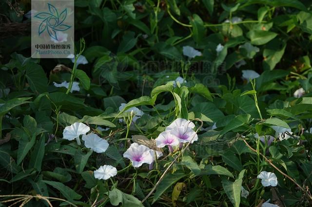 蕹菜，见过吗？可用于食物中毒、野菇中毒