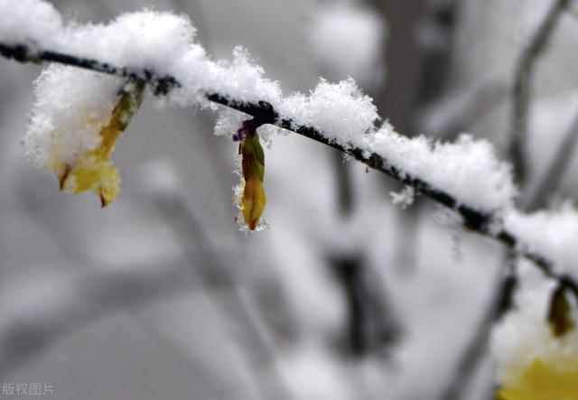 天冷就养“雪中四友”，迎寒绽放，冬天也能开出“春色”