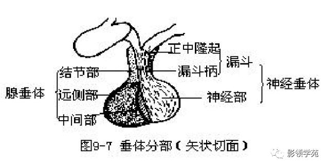 垂体病变的MRI诊断