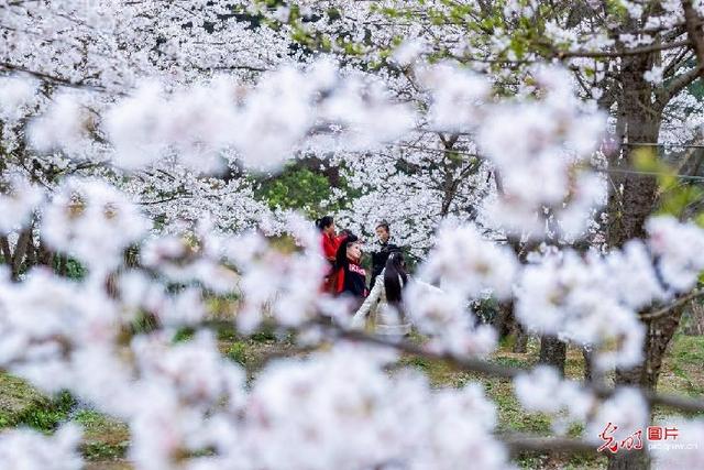 花粉|正是三月好春光，花粉过敏怎么办？