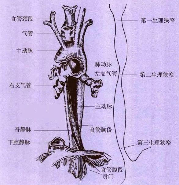 【提醒】女儿身上越来越臭，家长急坏！医生从其鼻子里取出一团…