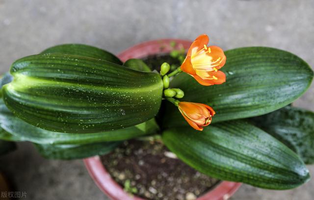 君子兰开花“三要素”，把握好花箭蹿出来，不夹箭