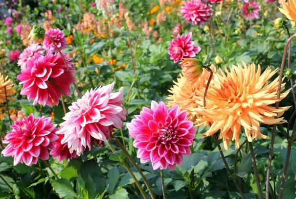 入冬后，院子里栽种的大丽花，这么整治一番，来年才能顺利开花