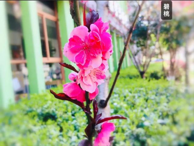 你的育儿经：最美四月天 海安市长江路幼儿园在等你