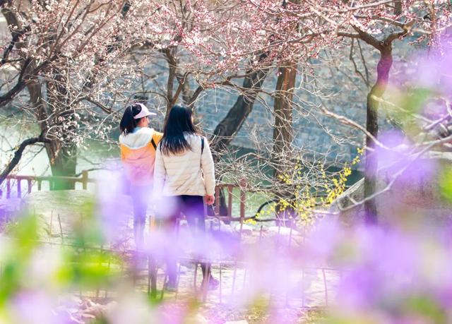 『约吗旅行』迎着春光，赴一场花海之约~