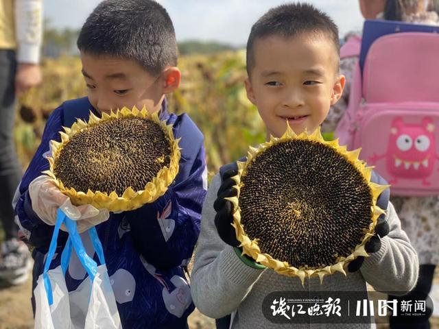 向日葵|宝宝是从哪里来的？浙江省农科院女专家的回答高级了