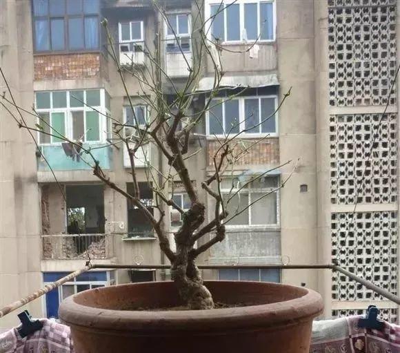 长寿花|这花就得饿着养，盆小水少，叶子越剪长得越旺！