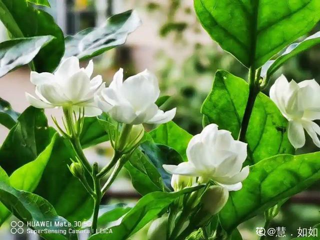 逛花市去捡漏，买了一堆长寿花，拿回来竟然全活了