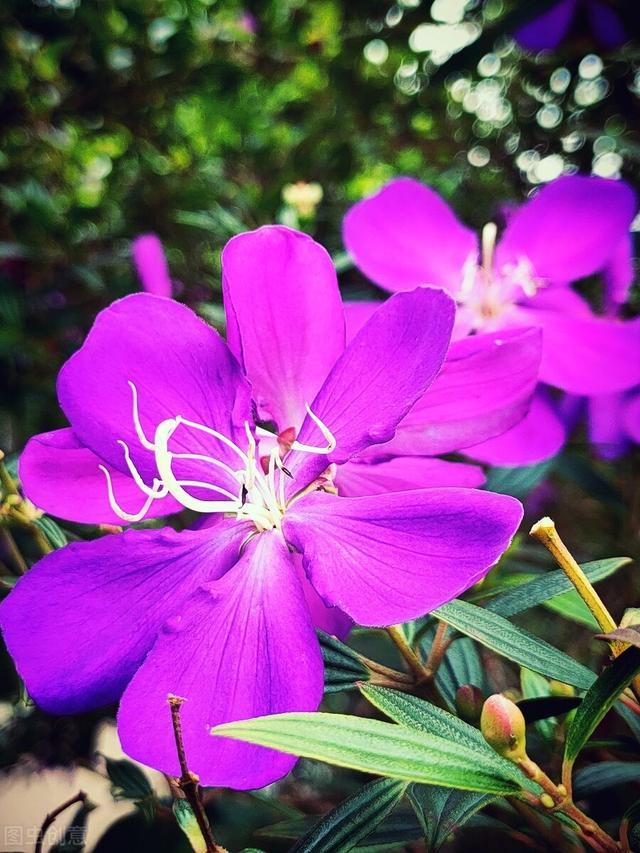 它也叫牡丹，比真牡丹便宜，是我认为的“宝藏花卉”