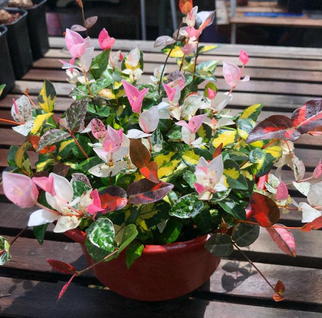 寒冷的冬天阳台“冷清”，养这5种花，叶子比花美，不开花也漂亮