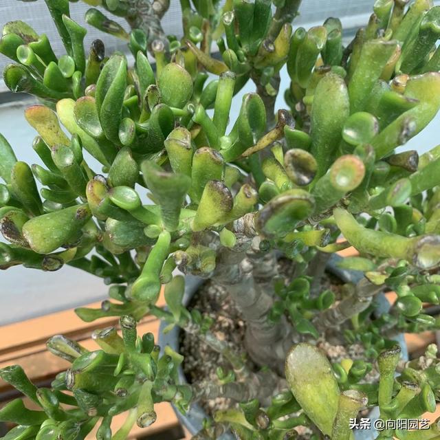 这花叫马蹄掌，也叫吸财树，寓意“招财进宝”，比多肉还好养