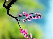 Early Peaceful Words (Happy New Week)