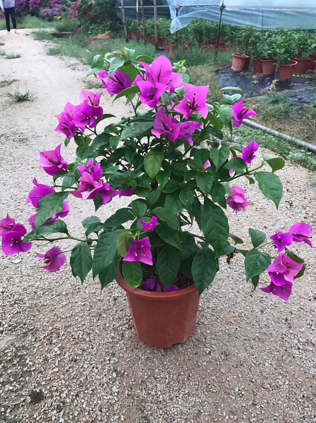 入冬之后买花要注意，这3种花不要随意去买，纯粹浪费钱