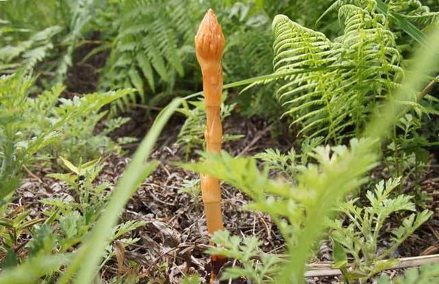 神农本草图经 青芝 赤芝 黄芝 白芝 黑芝 赤箭 茯苓 松脂