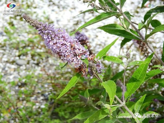 密蒙花，见过吗？专治眼病