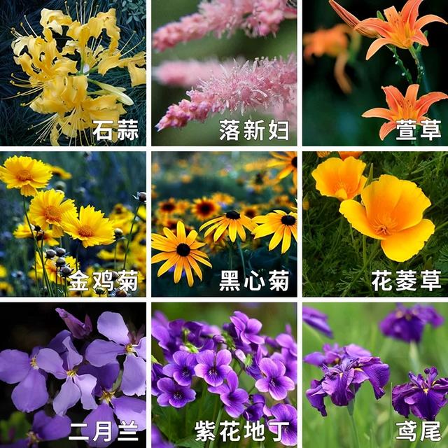 地被花卉篇——雨水花园里的植物们