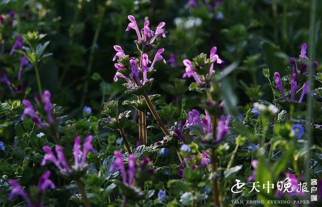 约吗旅行■阳春三月，这里的景色很迷人