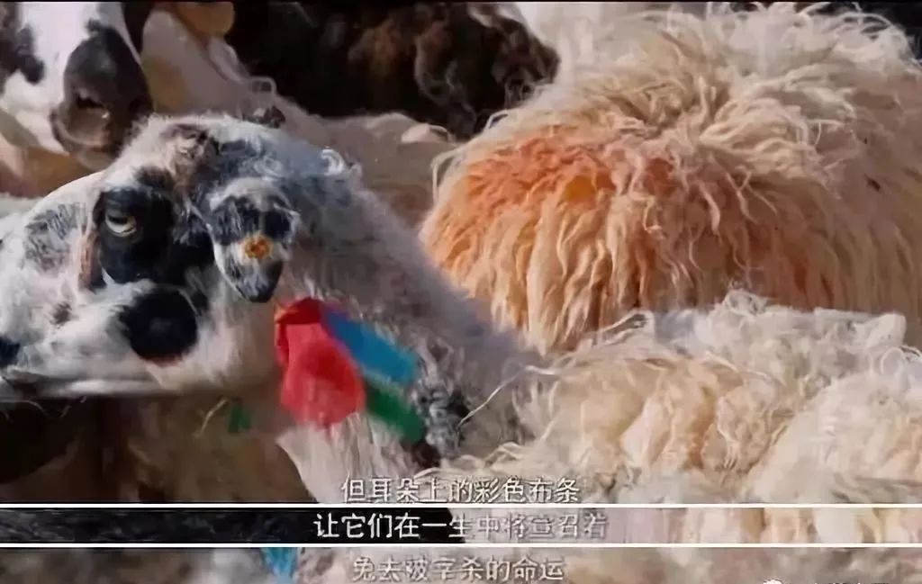 「文字上的青年」8部国产纪录片，让孩子深深认识到中国有多美！适合假期一起看